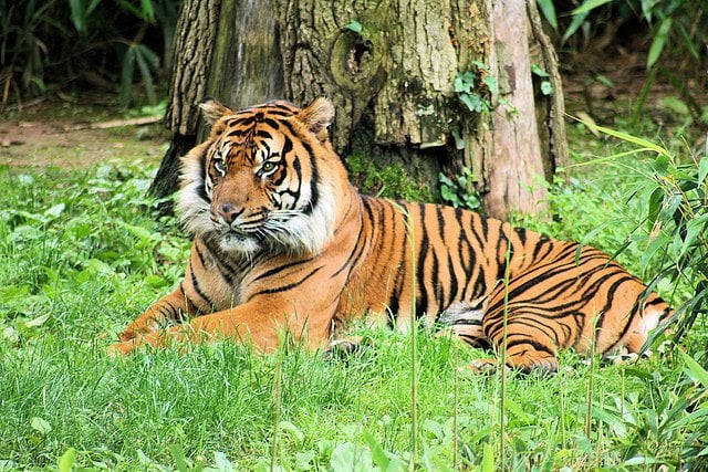 sumatran-tiger